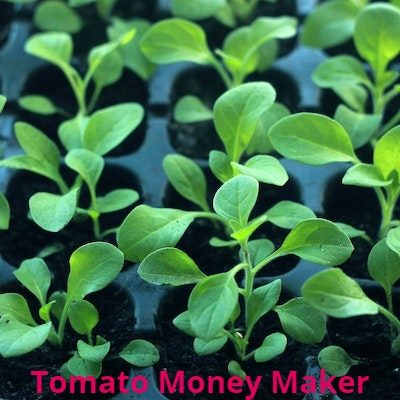 Tomato money maker OUT OF STOCK