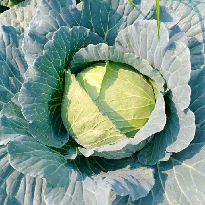 Cabbage Green (each)
