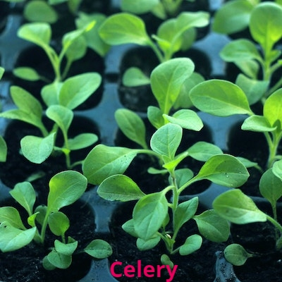 Celery (Seedling)