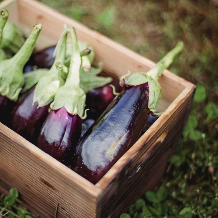 Brinjal OUT OF STOCK
