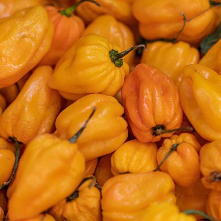 Habanero