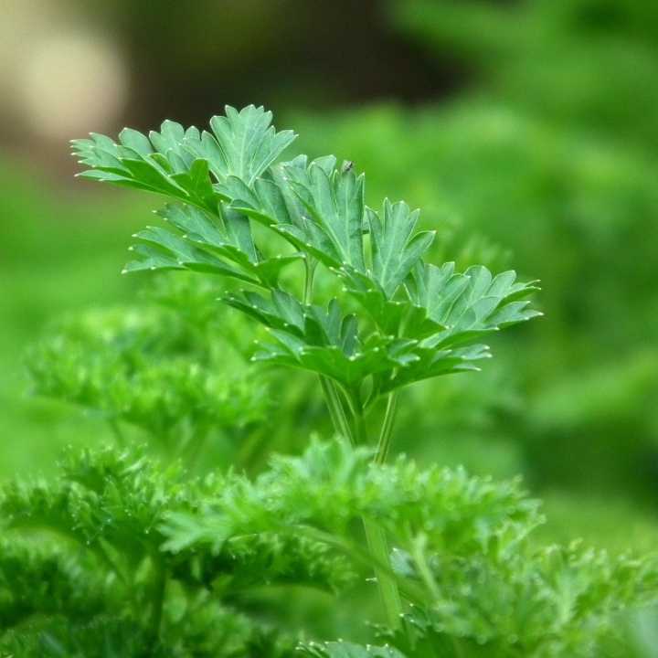 Parsley Italian (100g)