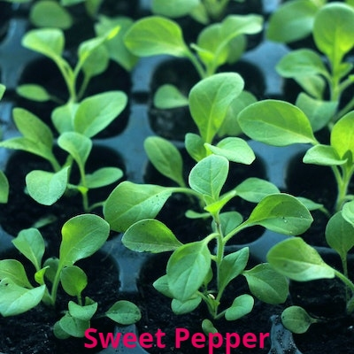 Sweet Pepper (Seedling)