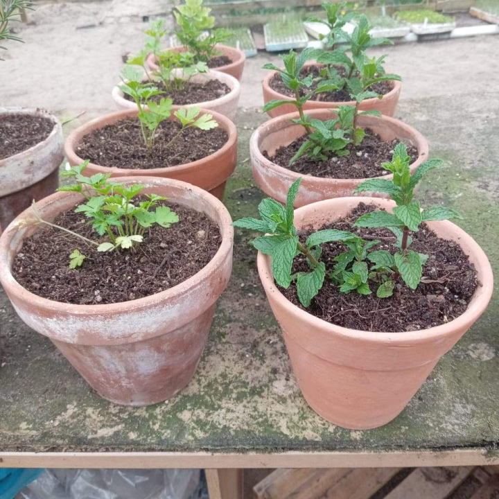 Vegetable Seedlings