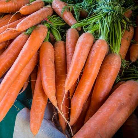 Carrots bunch