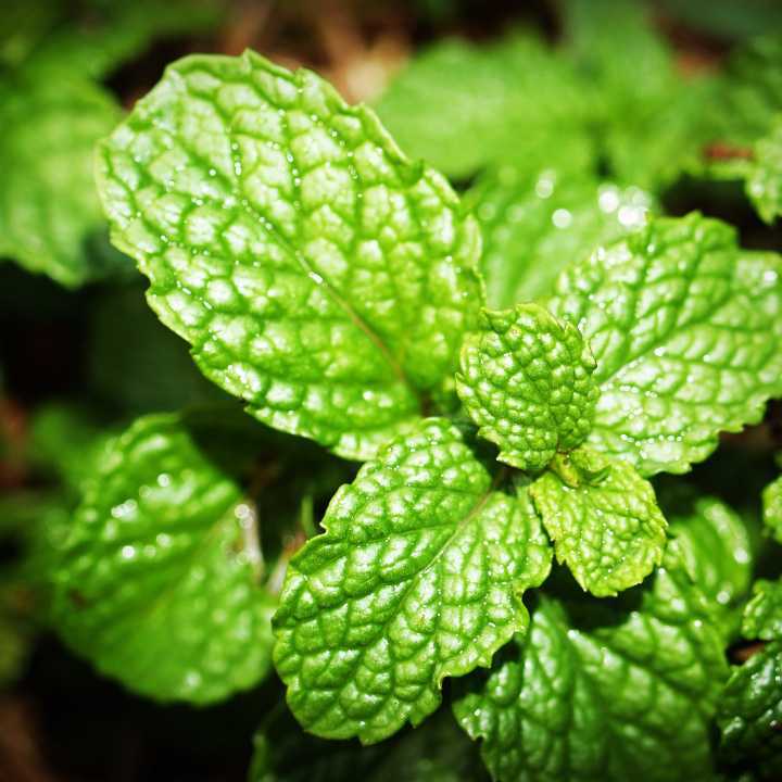Mint (100g)