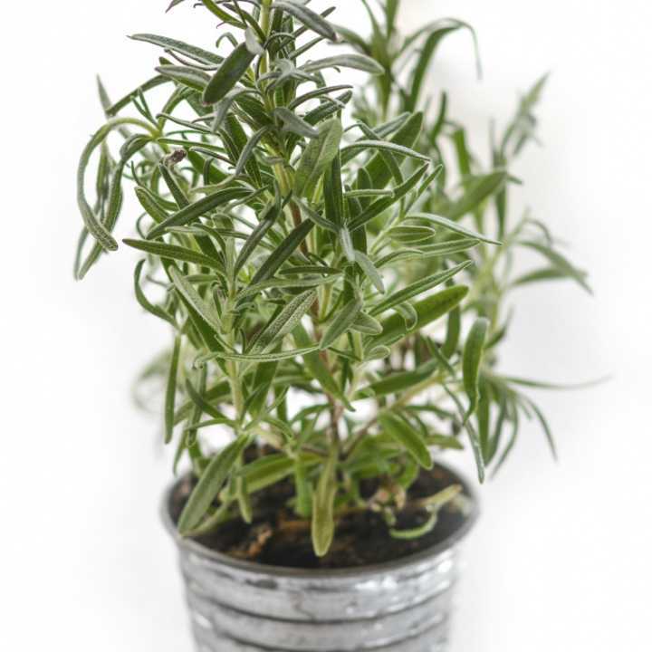 Rosemary (100g)