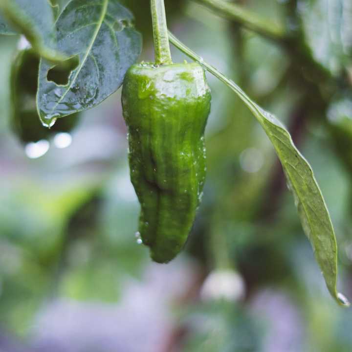 Jalepeno