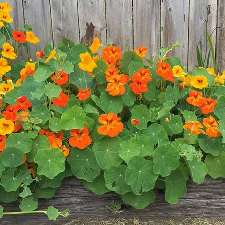 Nasturtium Flowers (For 50)